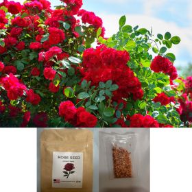 Rare Red Rose Seeds For Planting, 300 Beautiful Flower Seeds Home Garden Bonsai (Option: Red)